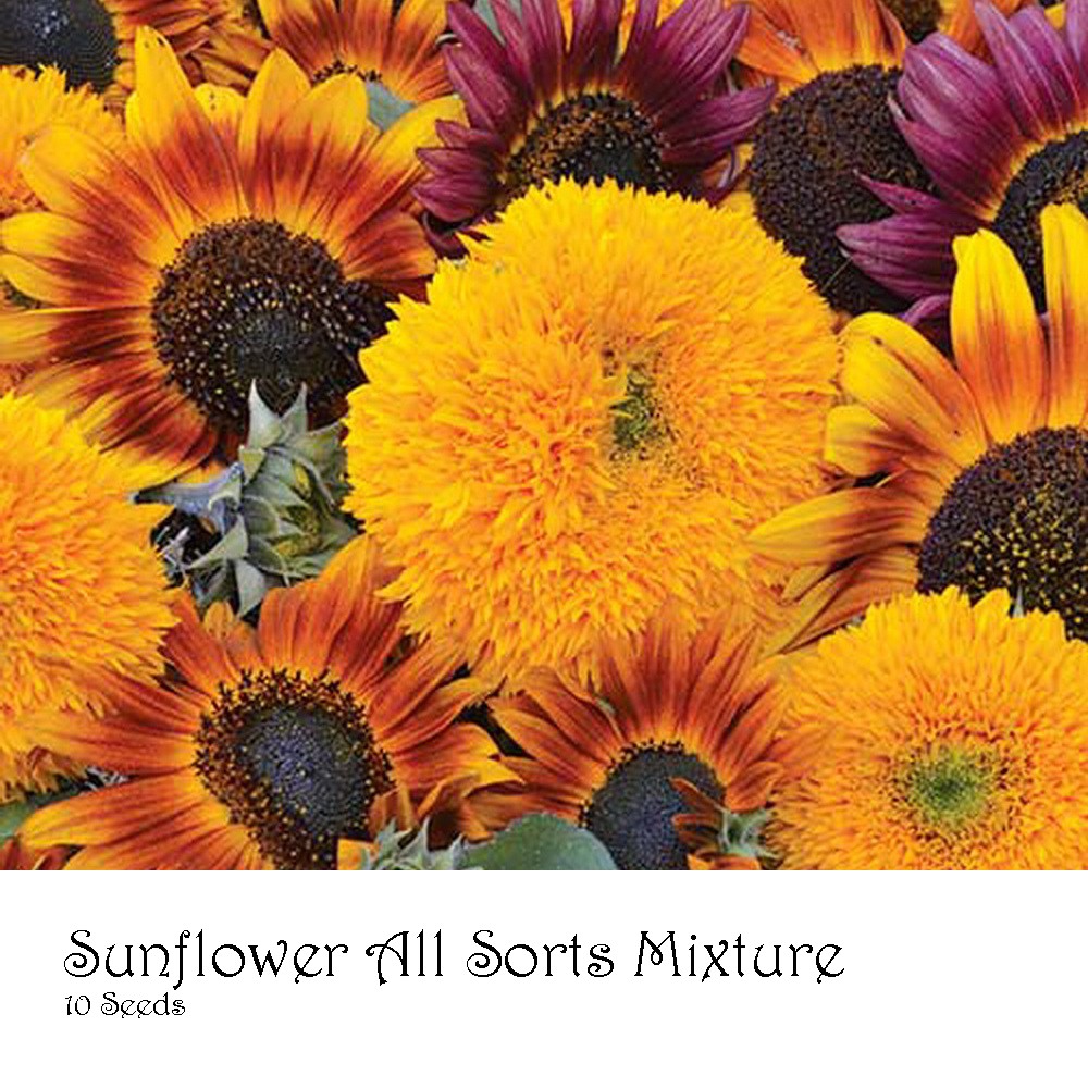 PlantaSeed - 10 Seeds - Sunflower All Sorts Mixture Biji - PAS0245