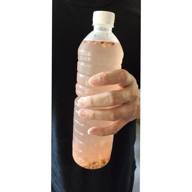 

[minuman kesehatan] Kombucha Jahe Merah (1000 ml)