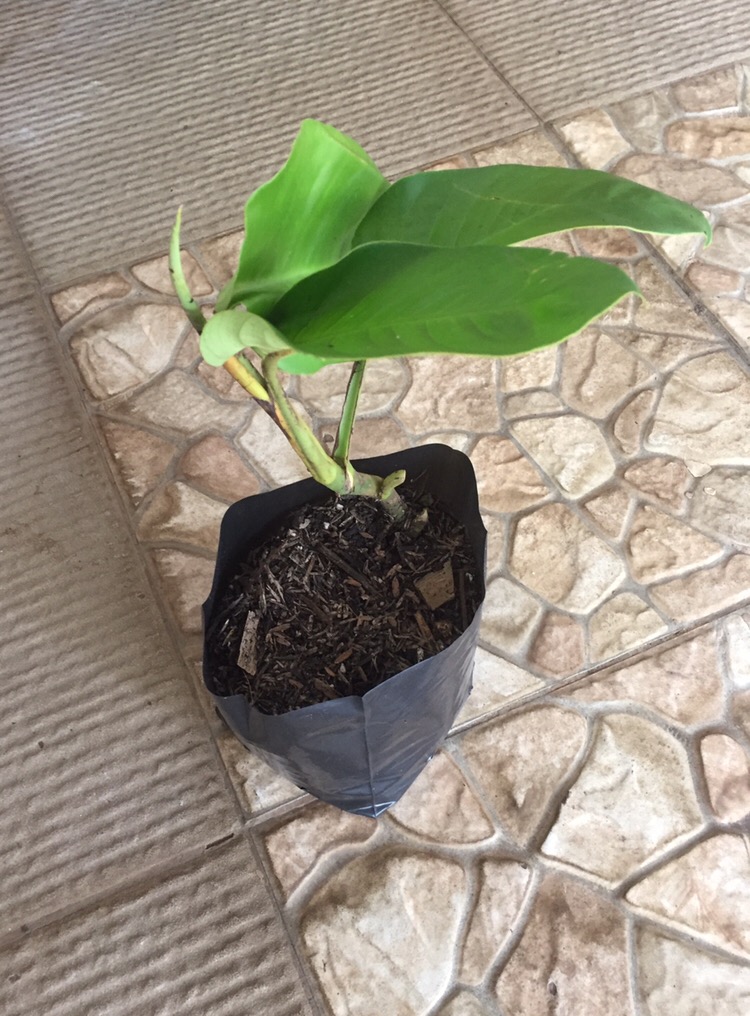 Bibit Bongol Janda Bolong Udah Bertunas Siap Tanam