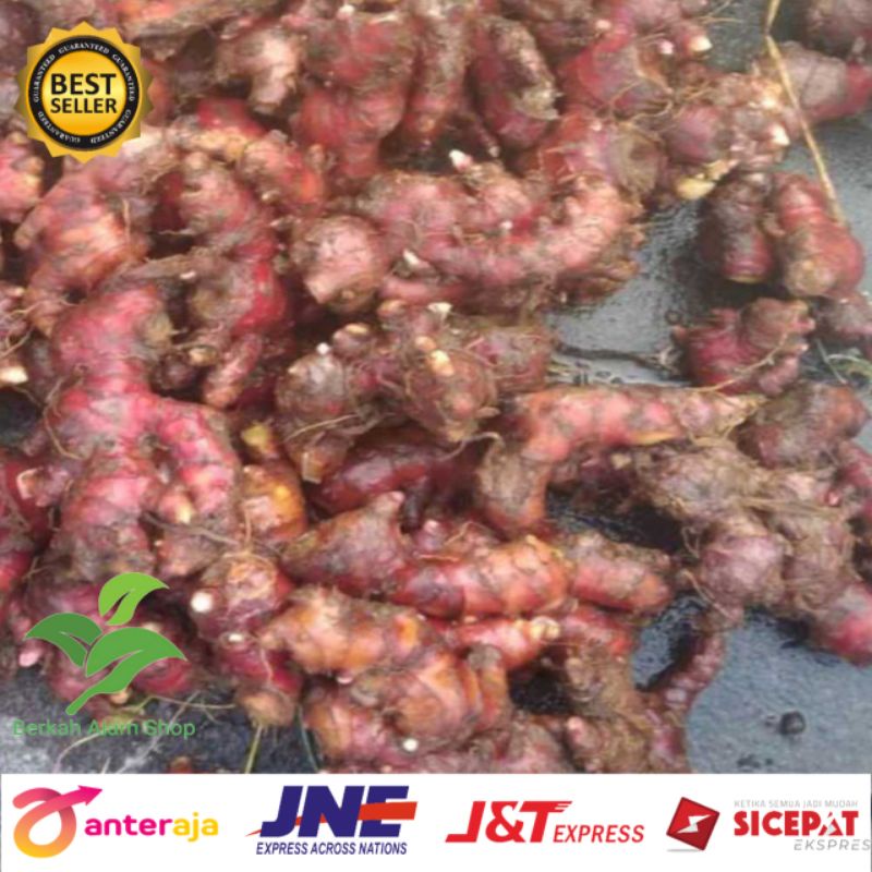 

Jahe Merah / Red Ginger Size Segar 1 kg Sudah Bersih