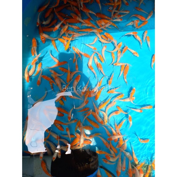 ikan koi burayak anakan kohaku Ginrin F1 import