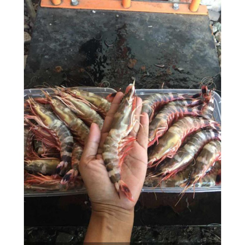 

UDANG TIGER LAUT