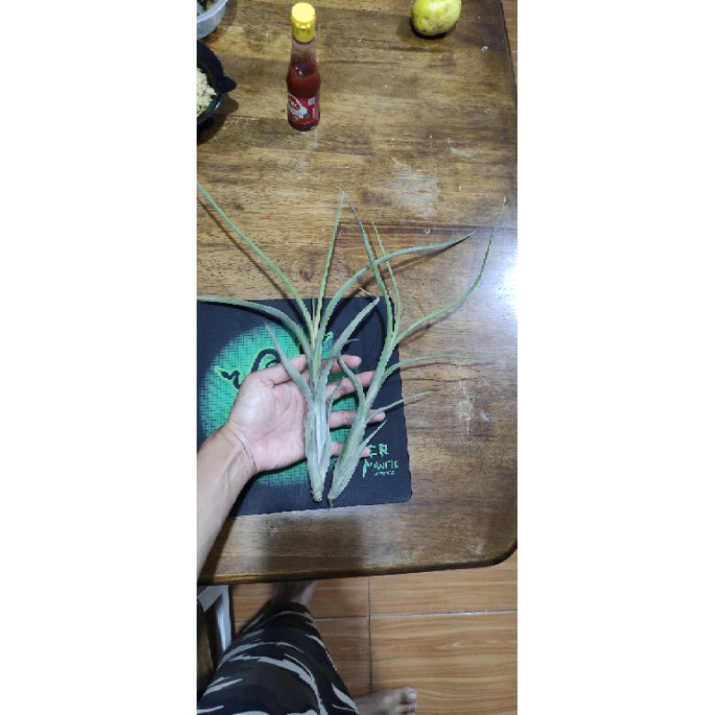 Tillandsia intermedia size jumbo