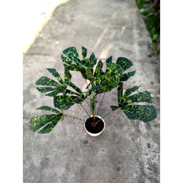 palem licuala mapu / mattanensis