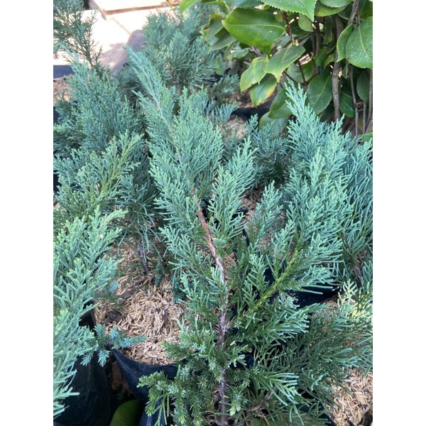 Tanaman Cemara Sinensis Biru (BIRU ASLI) uk Sedang