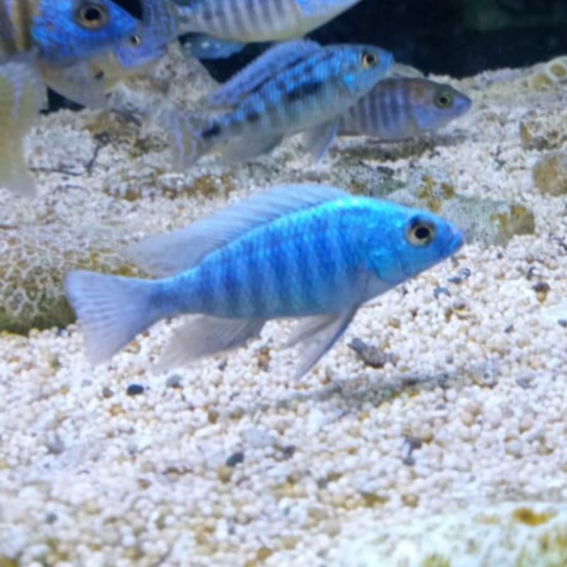 Hybrid Blue Protomelas Sulfur Head Cichlid Malawi