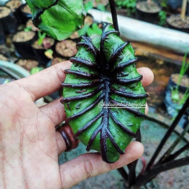 Colocasia Paraoh Mask Ekonomis Ori