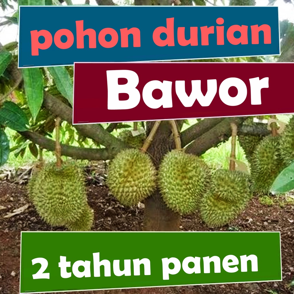 Bibit pohon durian bawor 3 kaki Tinggi 1 meter
