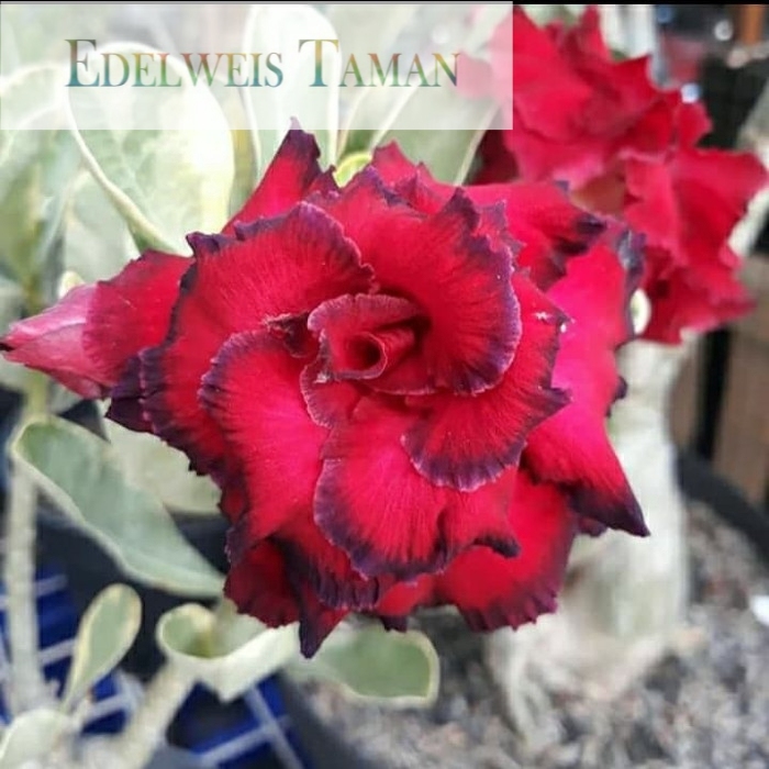 

NEW! Bibit bunga kamboja adenium tananpaka EDELWEIS