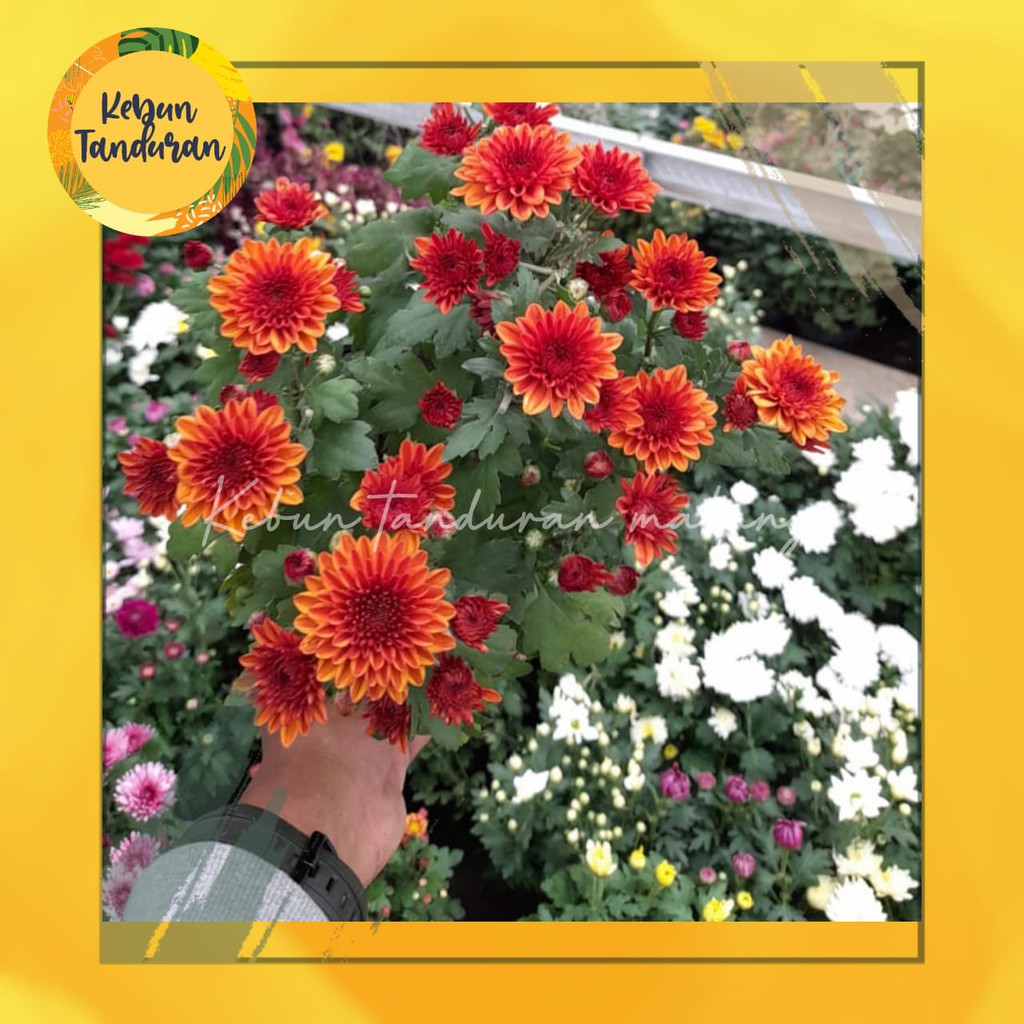 Bunga krisan / Tanaman Krisan berbunga / Bibit Bunga Krisan Hidup Pilih Warna