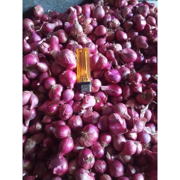 

BRAMBANG SUPER 13000/500gr