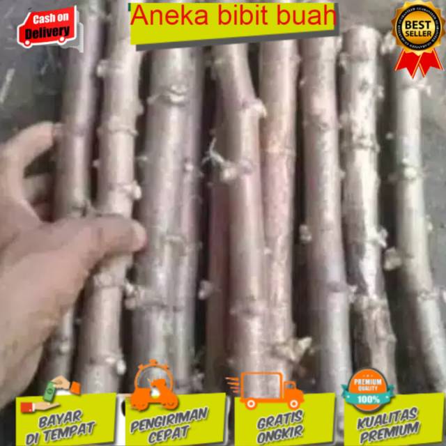 Bibit singkong / ketela pohon