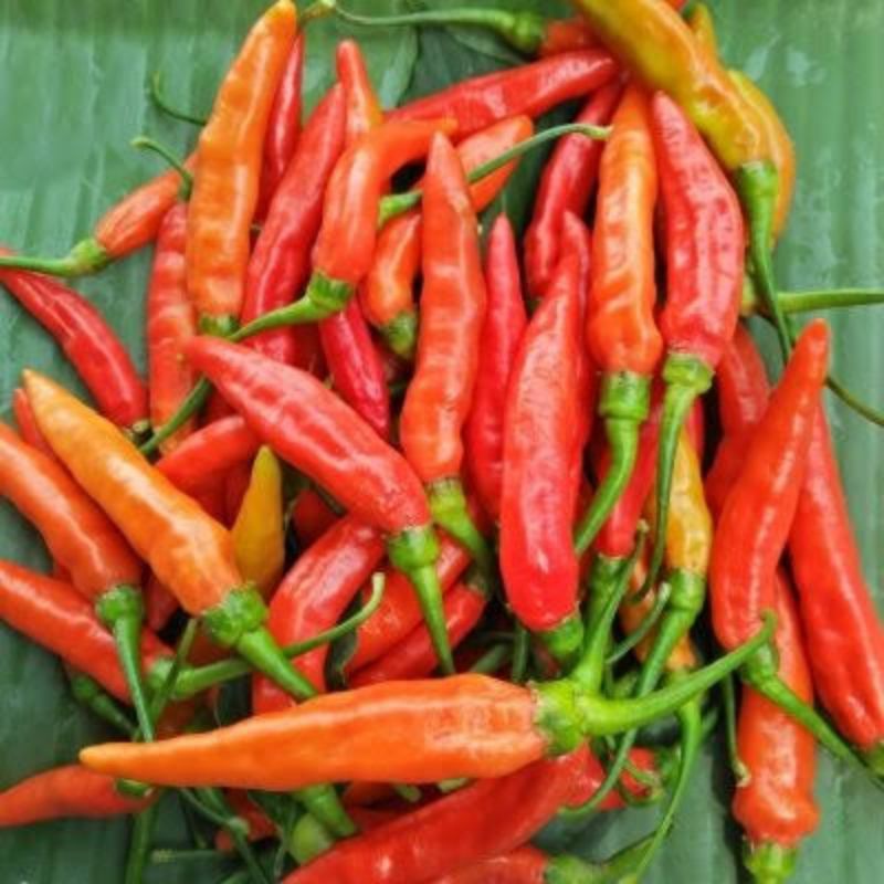 

cabe / cabai rawit merah 500gram