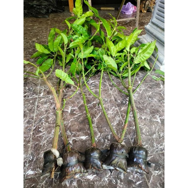 bibit fresh cangkok mangga manalagi/madu