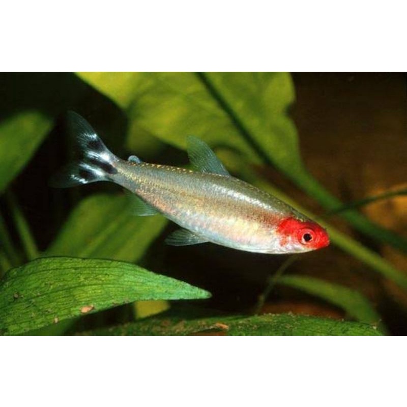 Red Nose Tetra - Ikan Hias Aquascape