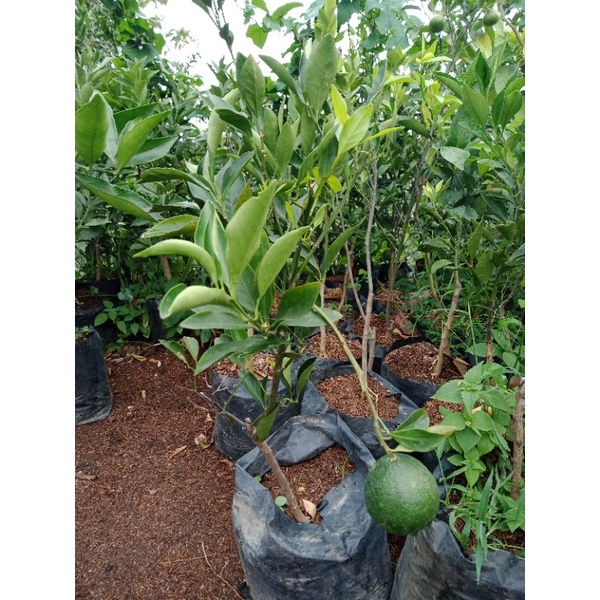 BIBIT JERUK  BERBUAH LEBAT BIBIT UNGGUL BIBIT BUAH JERUK BERBUAH