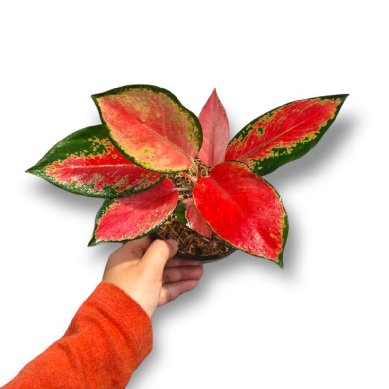 Aglonema Red Majesty / Aglaonema Red Majesty Tanaman Hias Aglo import aglonema Red Majesty