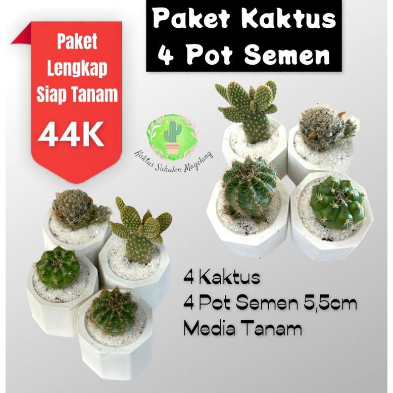 Paket 4 Kaktus / Sukulen + 4 Pot Semen + Media Tanam + Batu hias