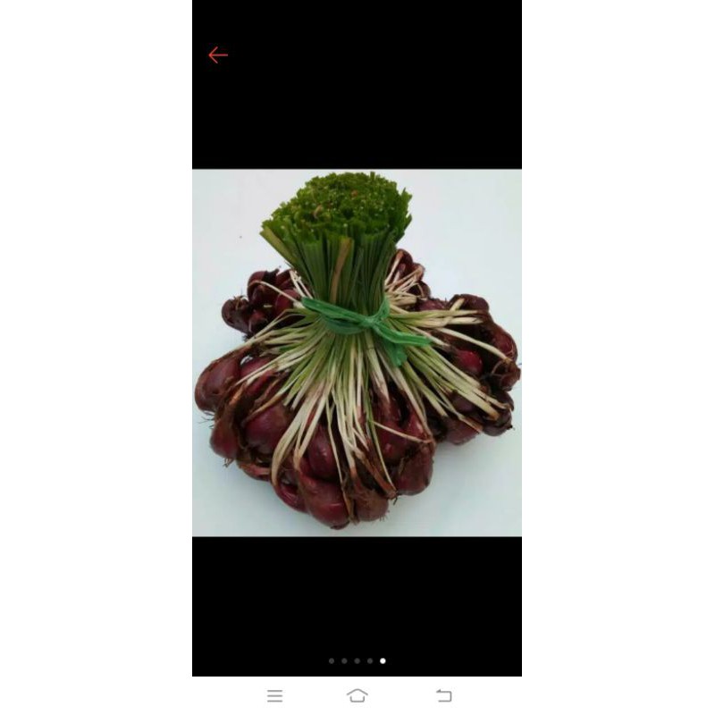 

bawang Dayak original kwalitas grade A