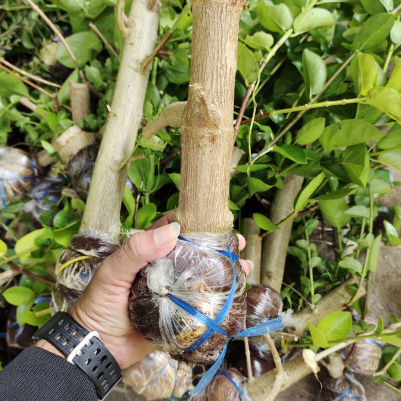 bonsai sancang hasil cangkok batang
