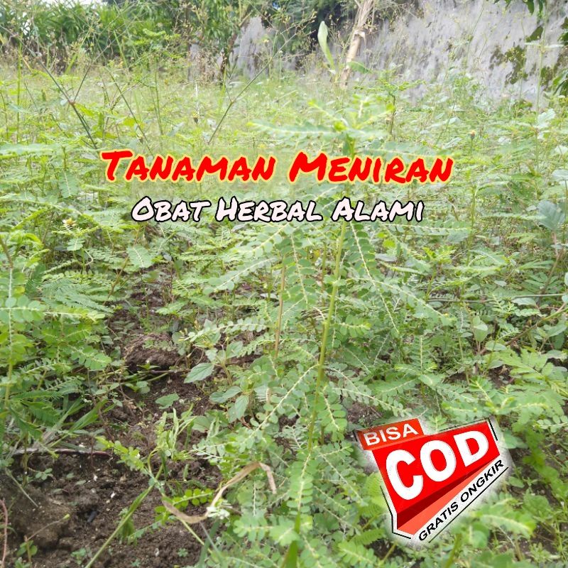 

[C O D]Meniran Segar 100gram Untuk Mengobati Hipertensi