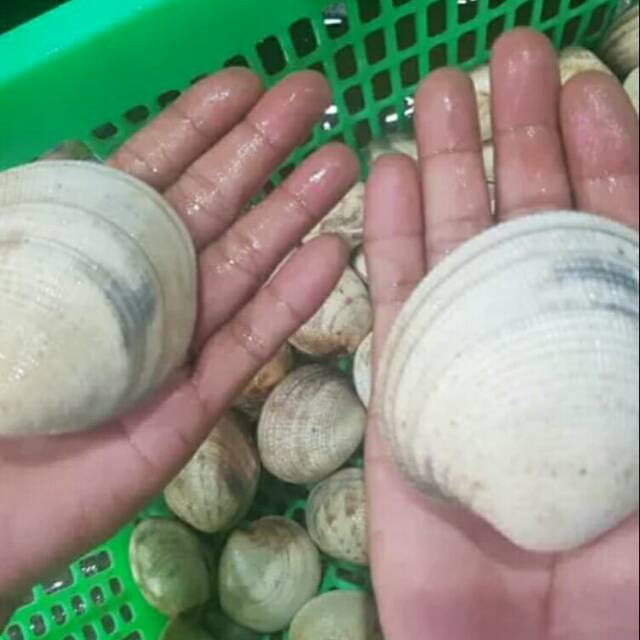 

Kerang madu super