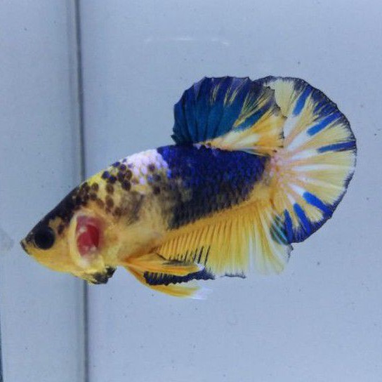 JUAL SATUAN SESUAI FOTO -->> Cupang Plakat Yellow Blue Hellboy (Kode 1013)