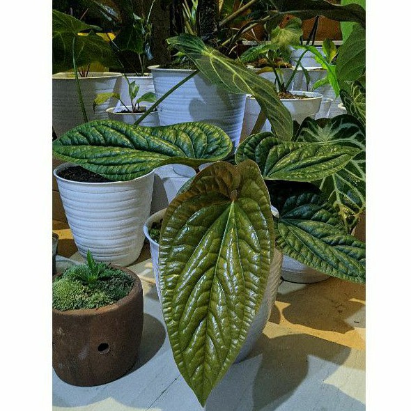 Anthurium Radicans | Anthurium Sirih