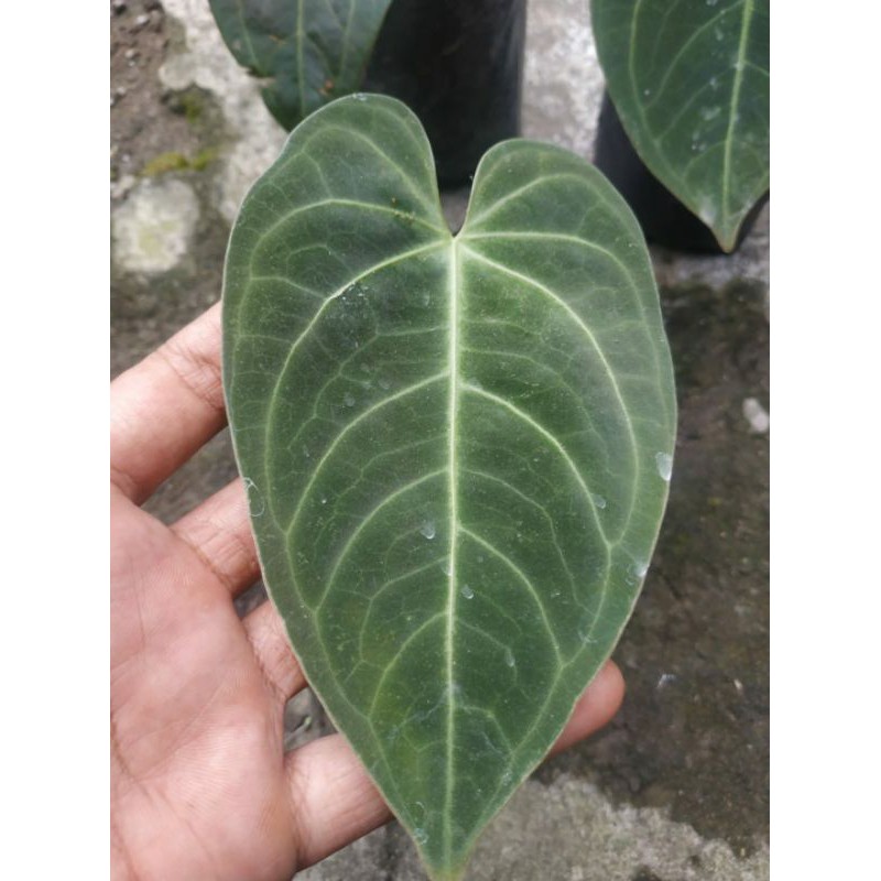 anthurium magnificum kuping gajah verde