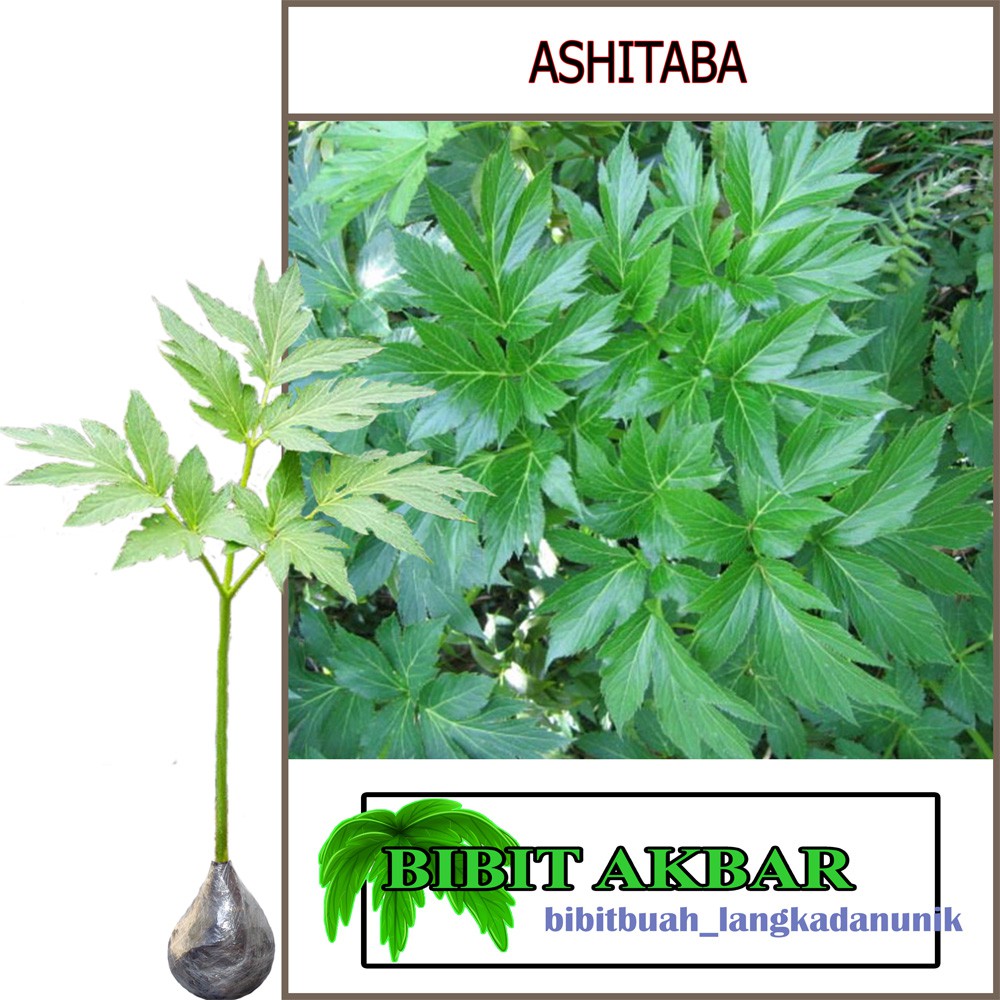 

Bibit Tanaman Herbal Ashitaba Seledri Jepang