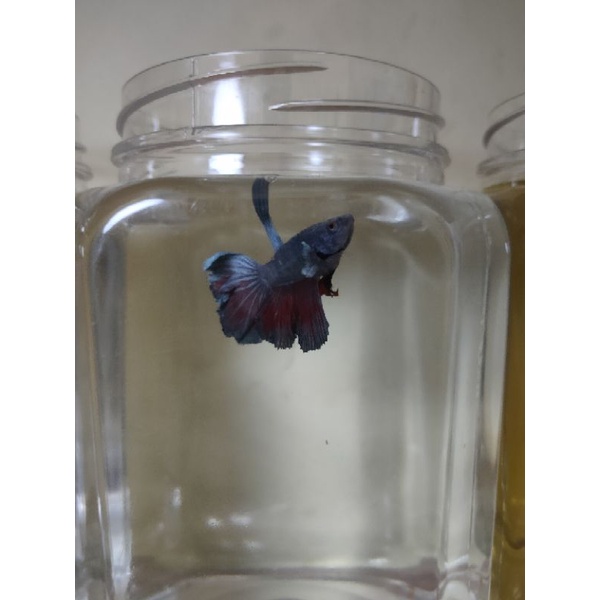 REALPICT cupang HM, KOI, NEMO