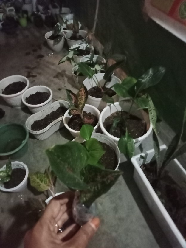 Paket 5 Tanaman Aglonema - Agolaonema - Bunga Aglonema - Paket Aglonema Murah