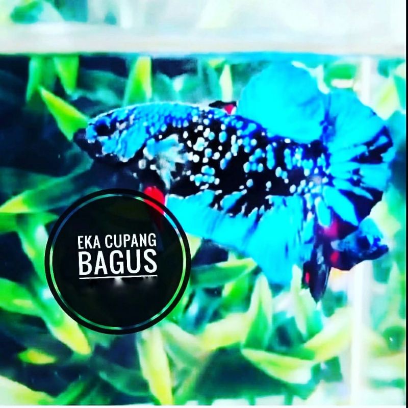 Cupang Avatar Gordon/kalimaya ( Real Pict)