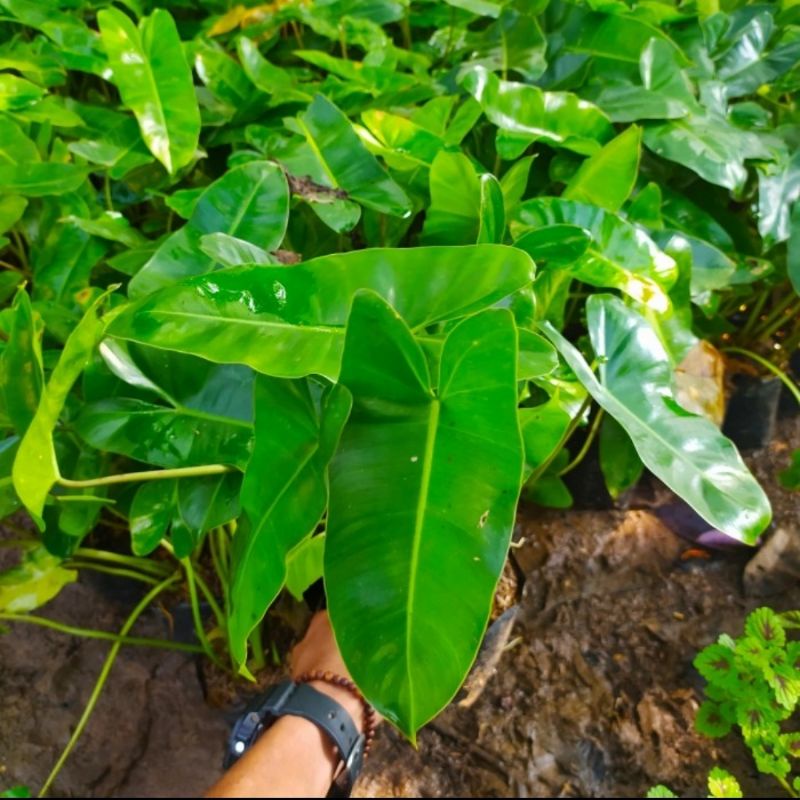 tanaman hias pilo brekele tanaman  brekele