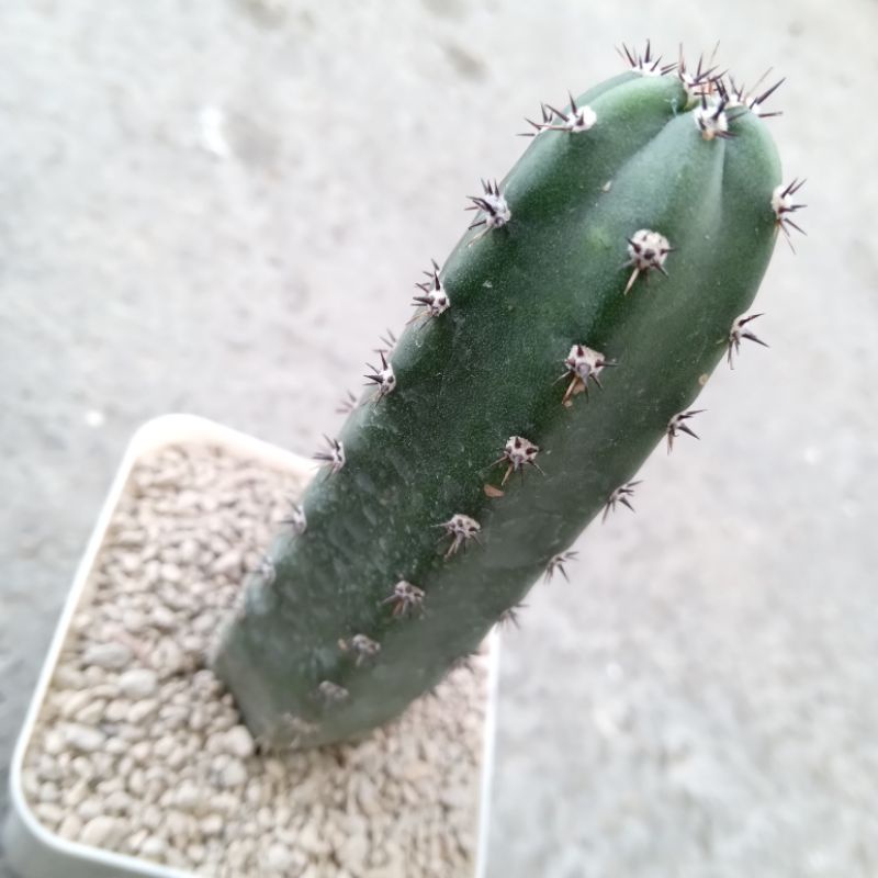 Kaktus Harissia Jusbertii | Jusbertii | Columnar | Kolumnar | Rootstock