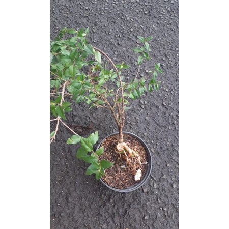 Bonsai Bunga Sakura Mikro