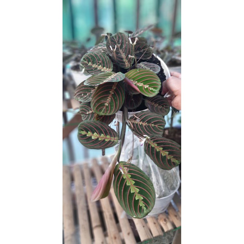 Maranta Kepiting Merah/Calatea Kepiting/ Calathea Leucounera