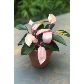  Tanaman  Hias  Philodendron Pink  Congo Philo  Pink  Kongo 