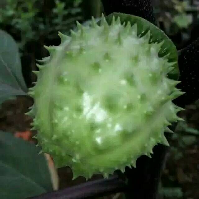 

Buah kecubung