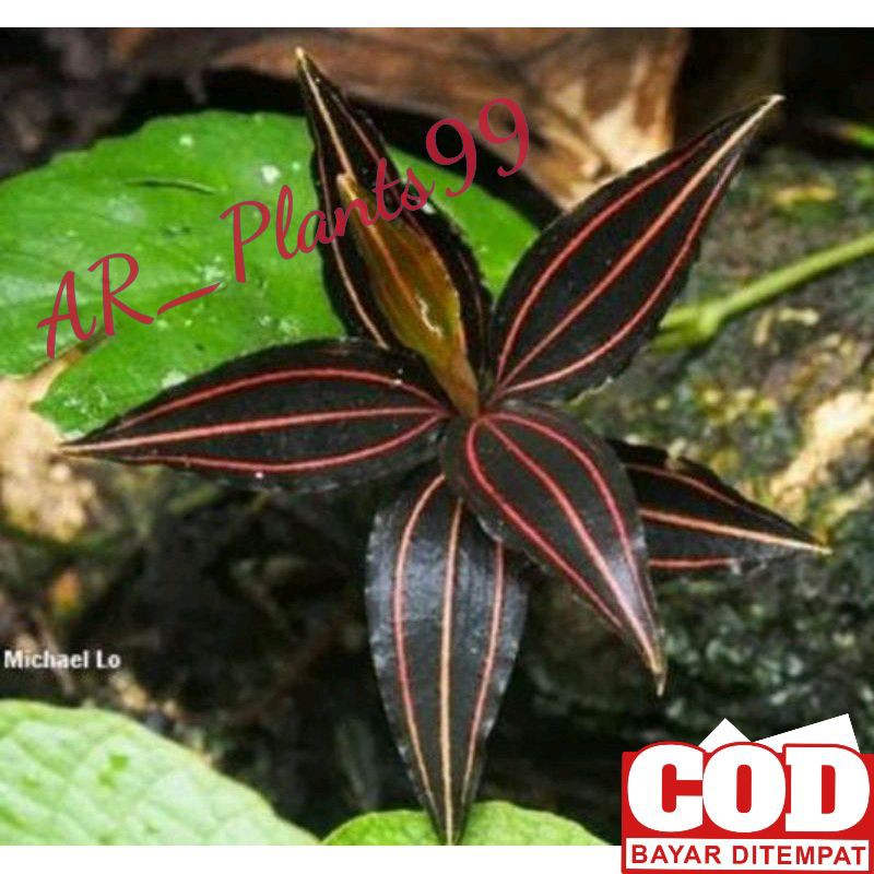 Jewel orchid mini serat 3 | kiaksara | aggrek mutiara