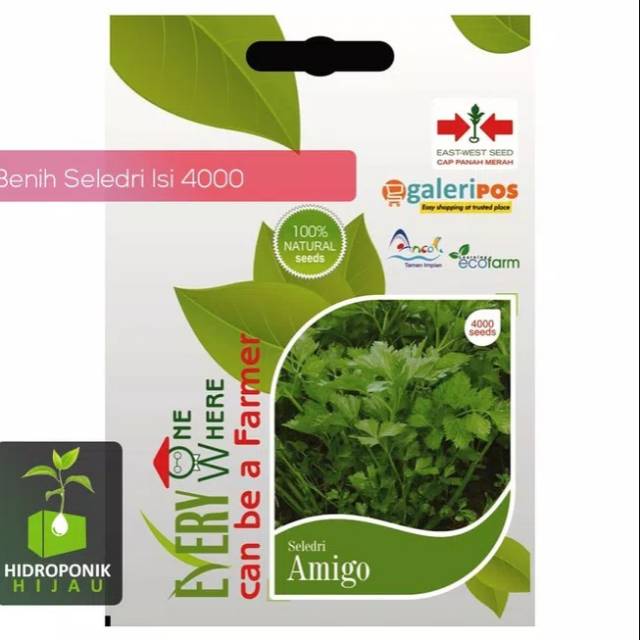 Benih Seledri Amigo