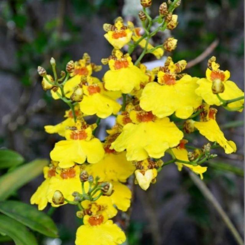 anggrek oncidium golden shower