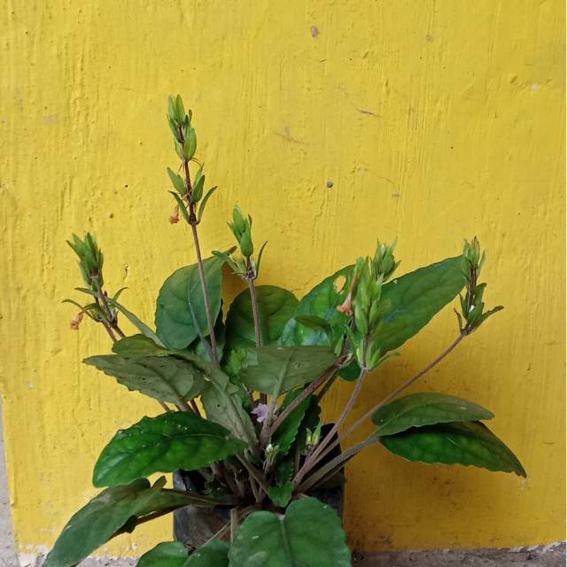 tanaman herbal daun gempur batu