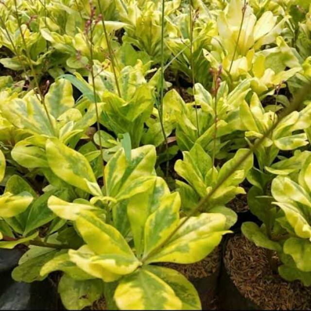 Tanaman hias pohon ginseng gold / Pohon ginseng kuning