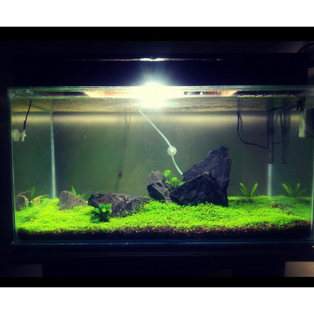 Carpet Seed Mini Aquarium Bisa Untuk Tanaman Hias Shopee Indonesia