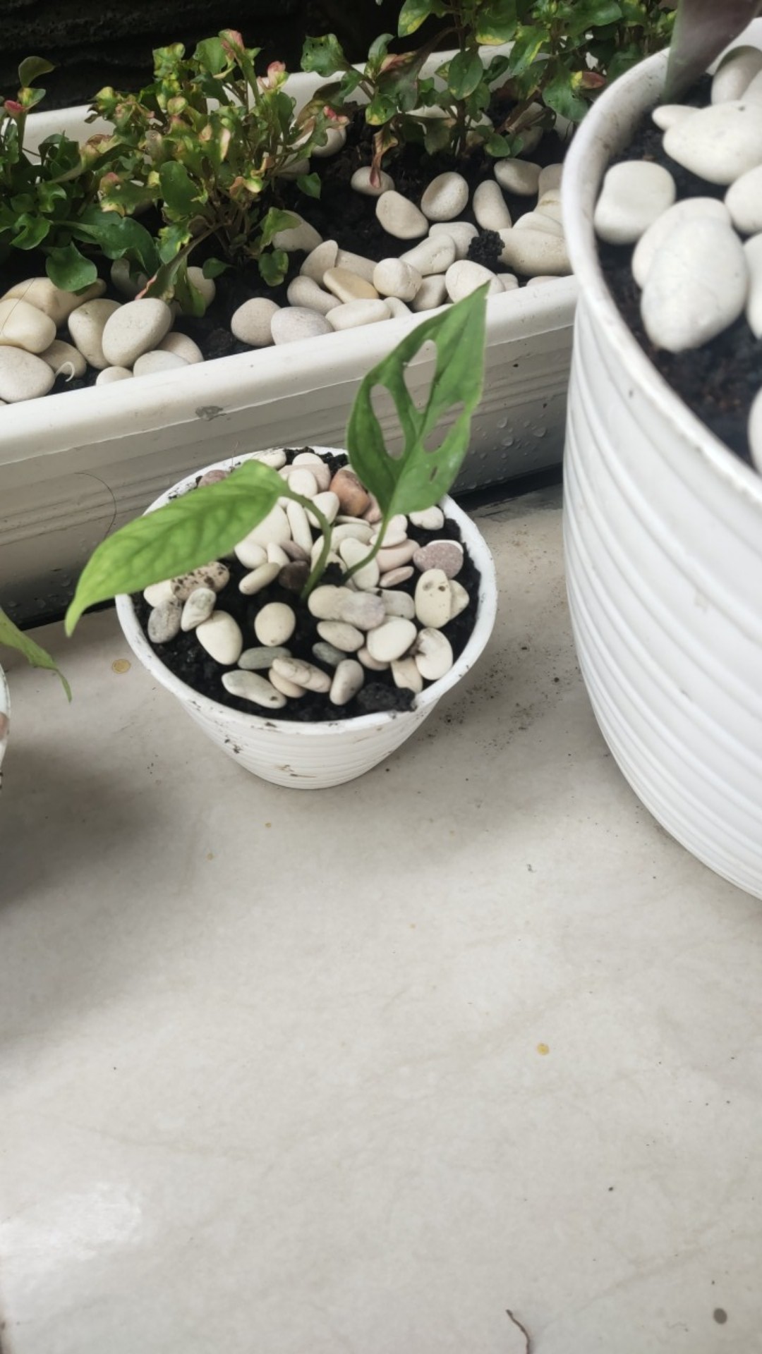 Tanaman Hias Philodendron Swiss(swiss Ceese Vine)