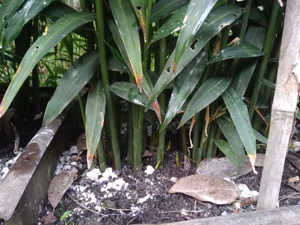 Batik Couple Ramashinta Katun Halus Original Asli Karyaku