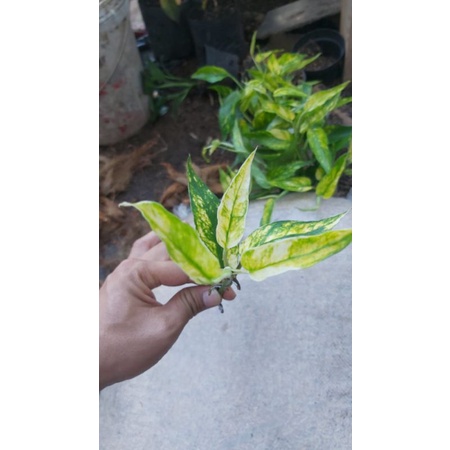 epipremnum kujang