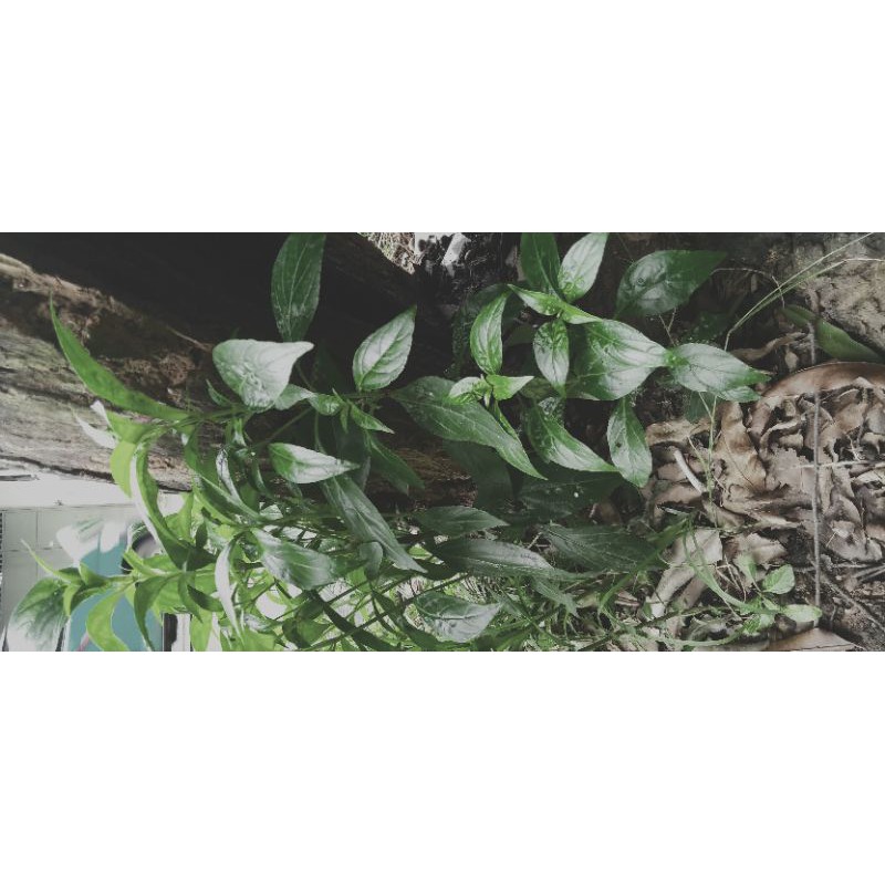 

daun sambiloto/ daun obat Diabetes/struk 250gr