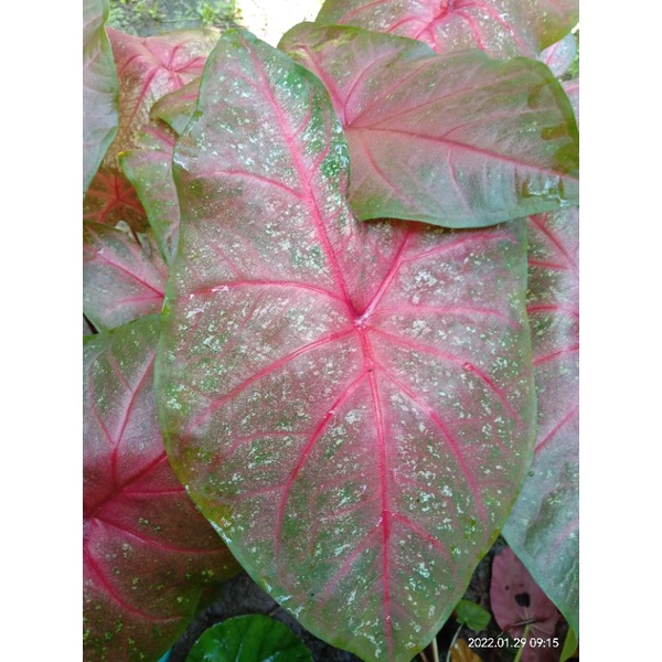 keladi mirzani / keladi menor / caladium mirzani